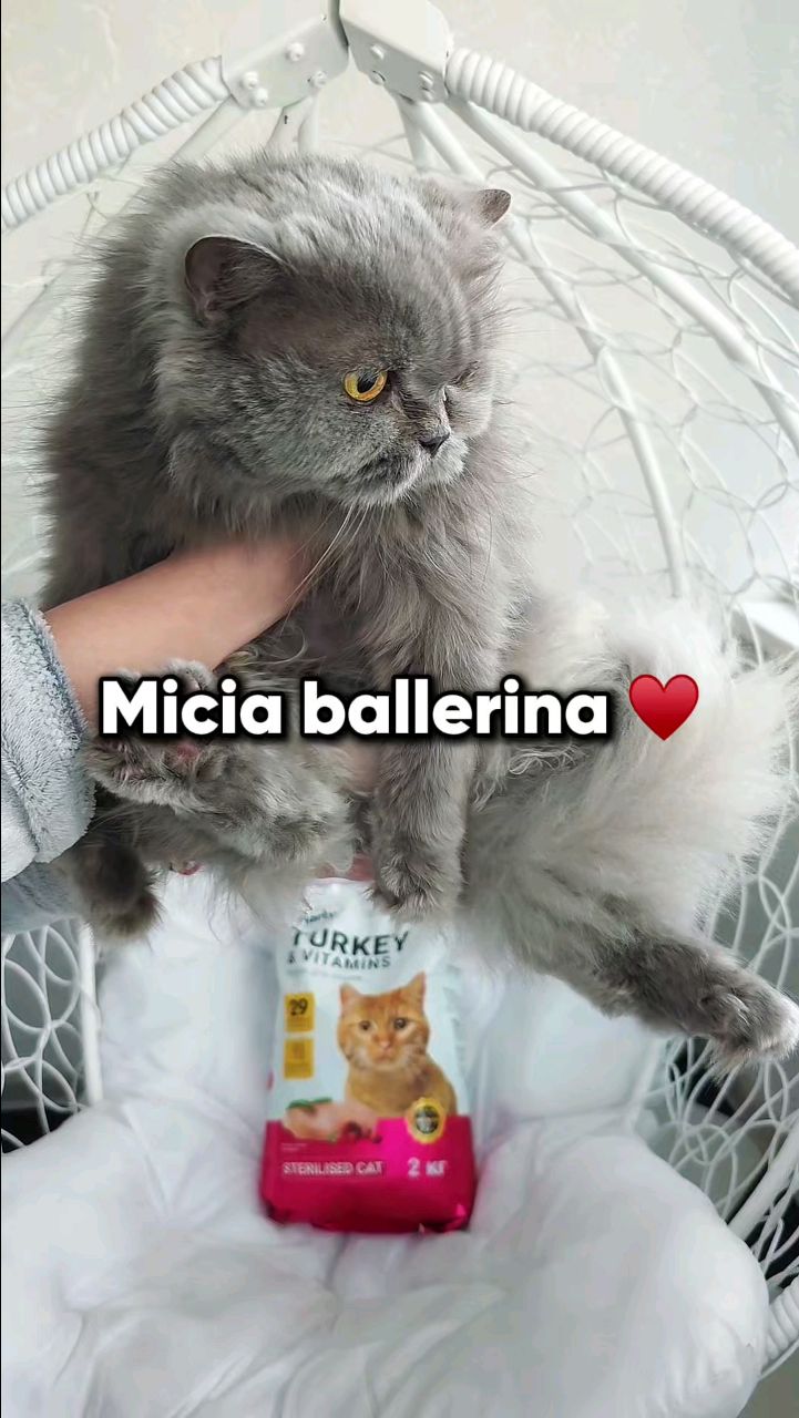 Harly_Miami в LOOKY. #catsofinstagram,#cat,#family. Micia ballerina ♥️ a...