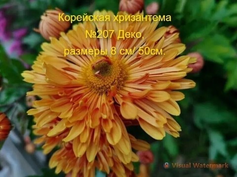 svetlanaklimenko603te9ps1k в LOOKY. . Принимаю заказы на в...