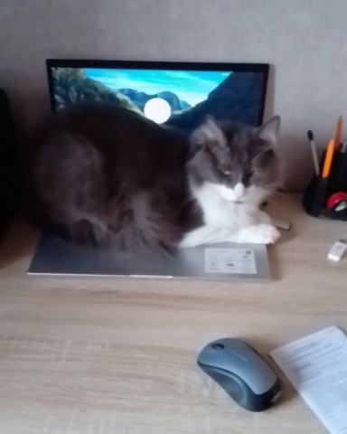 Кот эклер в LOOKY. . 