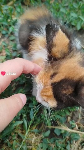 Котик#мило#домашнийпитомец