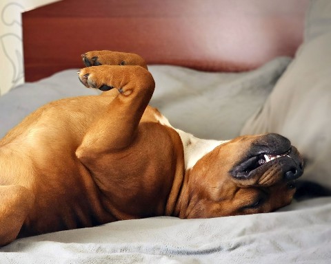 BuchTheStaffy в LOOKY. . 