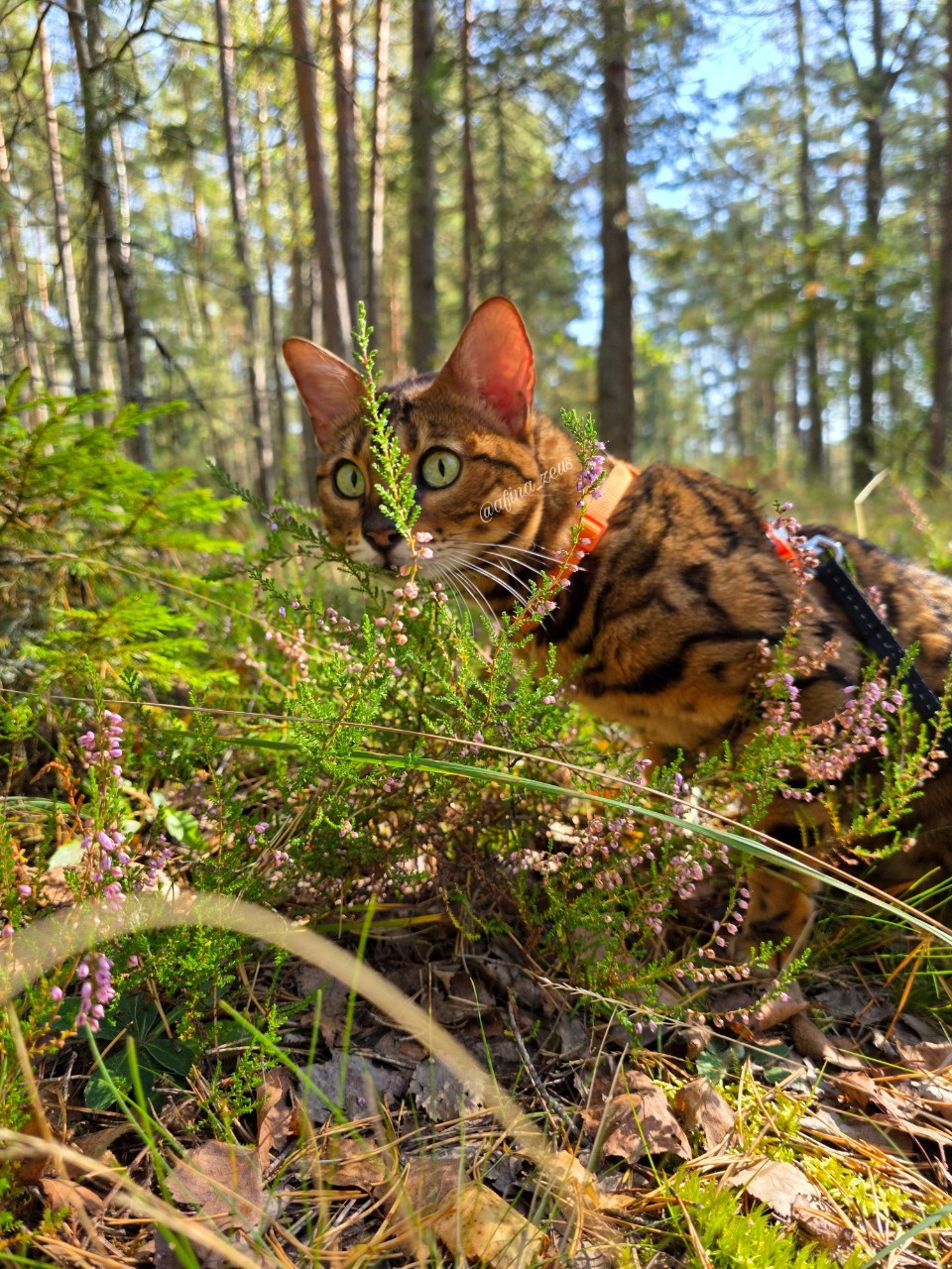 afina_zeus в LOOKY. #коты,#кот,#кошка,#мыизкотограма,#фотомомент,#моифото,#красивыекошки,#котеечка,#котикмой,#пейзаж,#красивыеместа,#природабеларуси,#наприроде,#looky,#looky_official,#looky_кошки,#looky_контент. Приветик друзья!😻
П...