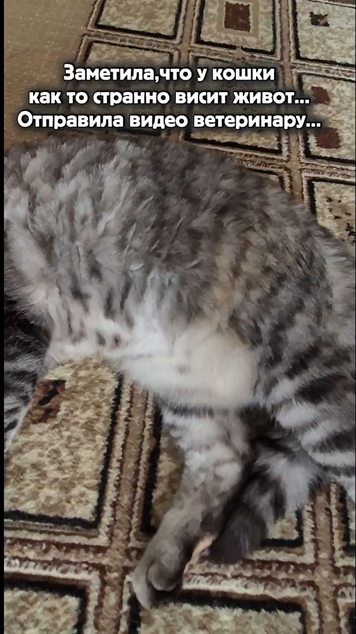 Мышка Муся и Маруся в LOOKY. #кошки,#котики. #кошки #котики [#шот...