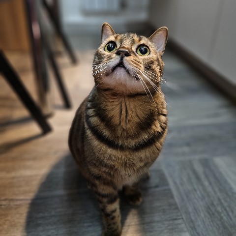 bengal_leonard19 в LOOKY. #фото,#коты,#looky_топ,#любимыепитомцы,#домашниеживотные,#любимыйкот,#бенгальскийкот,#бенгал,#безкотаижизньнета,#мыизкотограма. Чем то вкусненьким п...