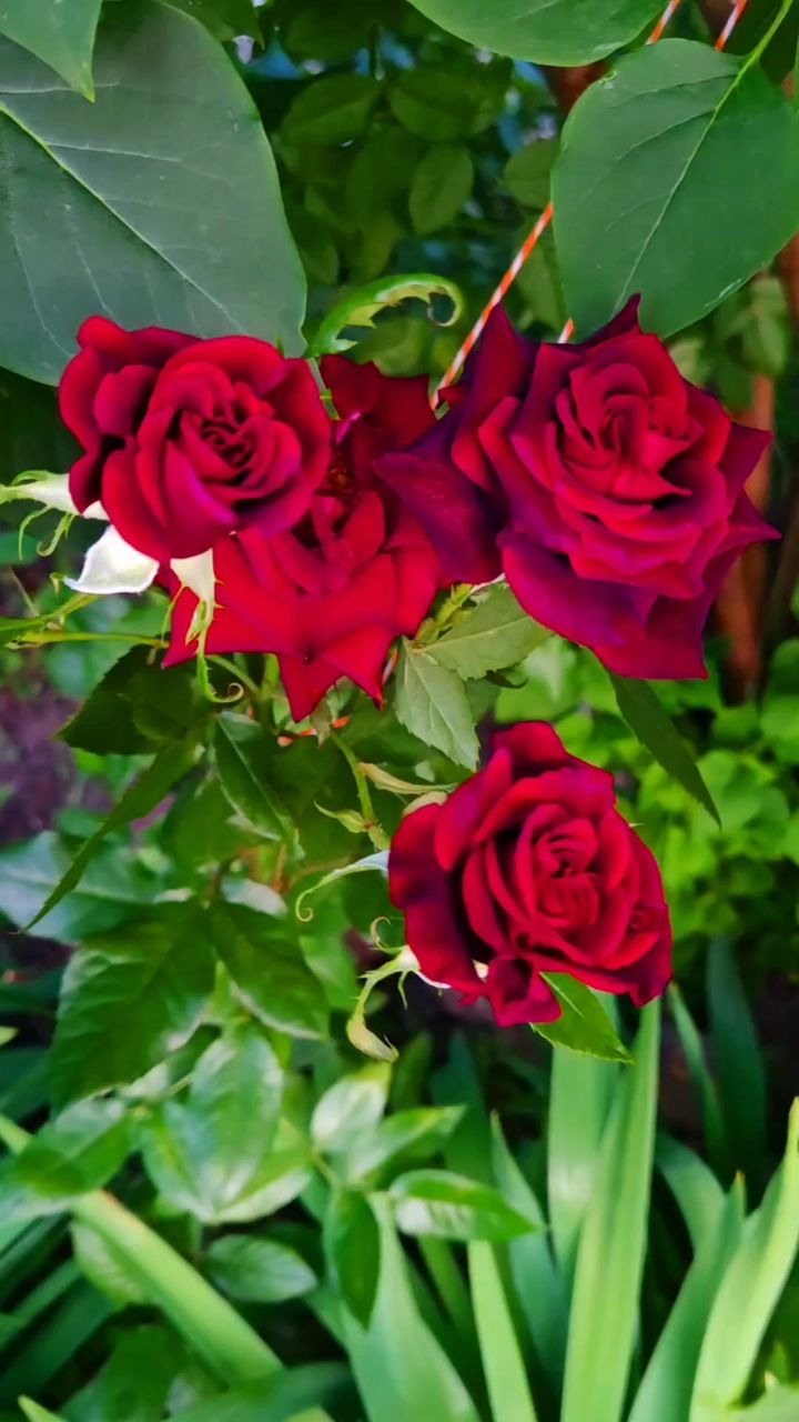 Looky_Lucy_TheSun в LOOKY. . «Там, где цветут роз...