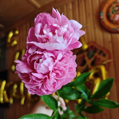 Looky_1687423434753 в LOOKY. . Цветение продолжаетс...