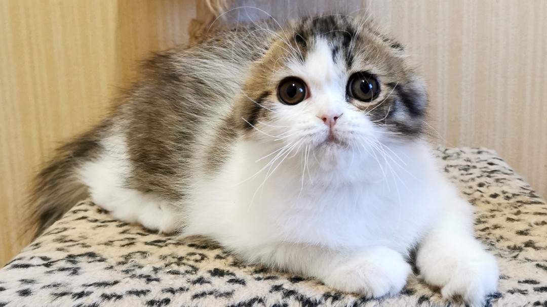 Вислоухие шотландские котята в LOOKY — Продажа. 
Котик, хайленд фолд.
3 месяца. Привит, проглистого