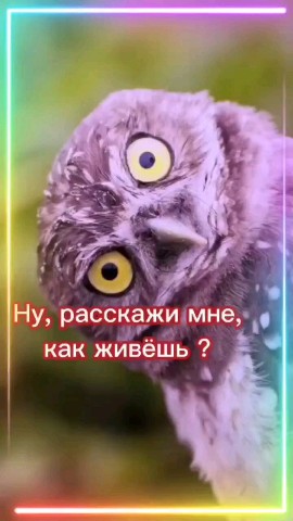 ВОЛК СЕРЫЙ в LOOKY — публикация