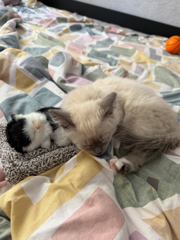 Looky_1669366060690 в LOOKY. #кот,#спит,#котенок. Котик спит #кот #спи...