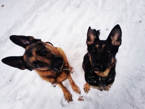 Diamond в LOOKY. . Мои зайки 🐾🐾🐾

[#...