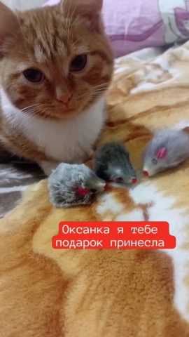 semenovaokoksana в LOOKY. . 😺😹