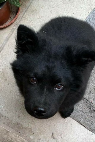 sky в LOOKY. . [#хвостатый_друг ](х...