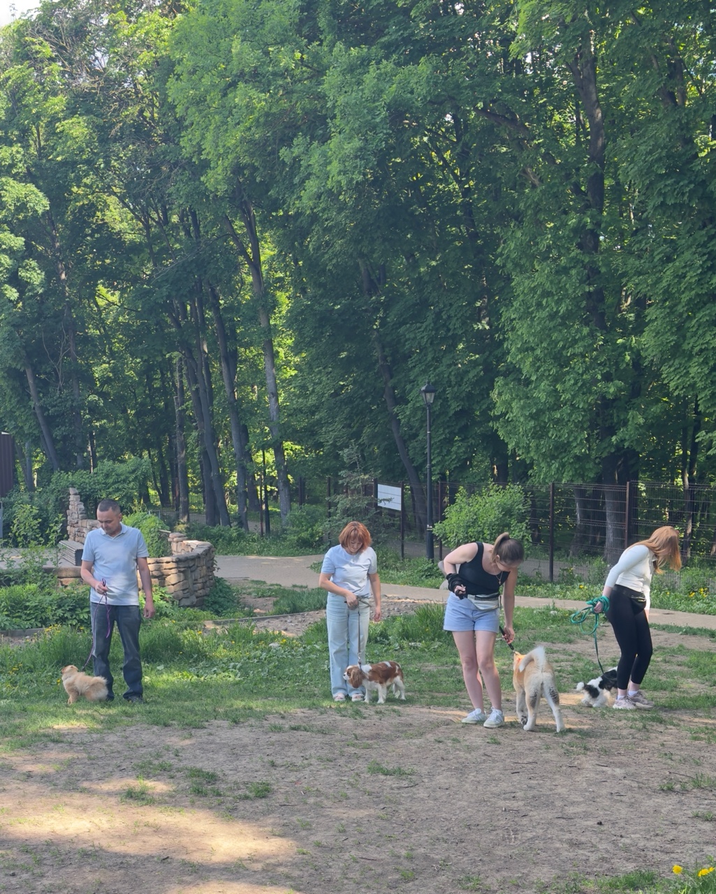 Светлана в LOOKY. #кавалеркингчарльз,#щенок,#дрессировка,#скифтула,#киноклуб,#воспитаниещенка. Вот так проходят наш...