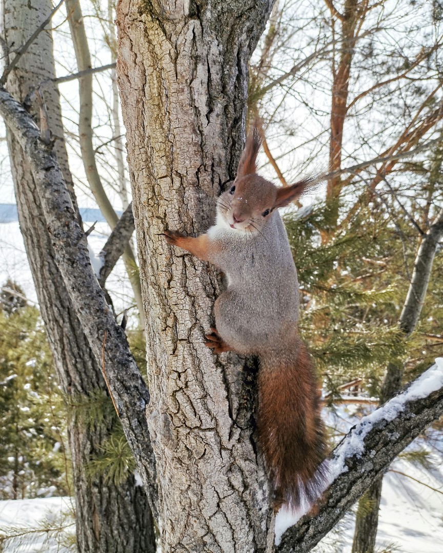 Привет, орешки принесла? 😊🐿️🌰🐿️#сибирь #март #почтивесна #красота #моменты #природа #прогулка #впарке #весна #белочки #любимыеживотные #рыжики #пушистыехвостики #Looky