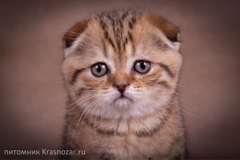 kate_krasnozar в LOOKY. . Вот такая милая, неж...