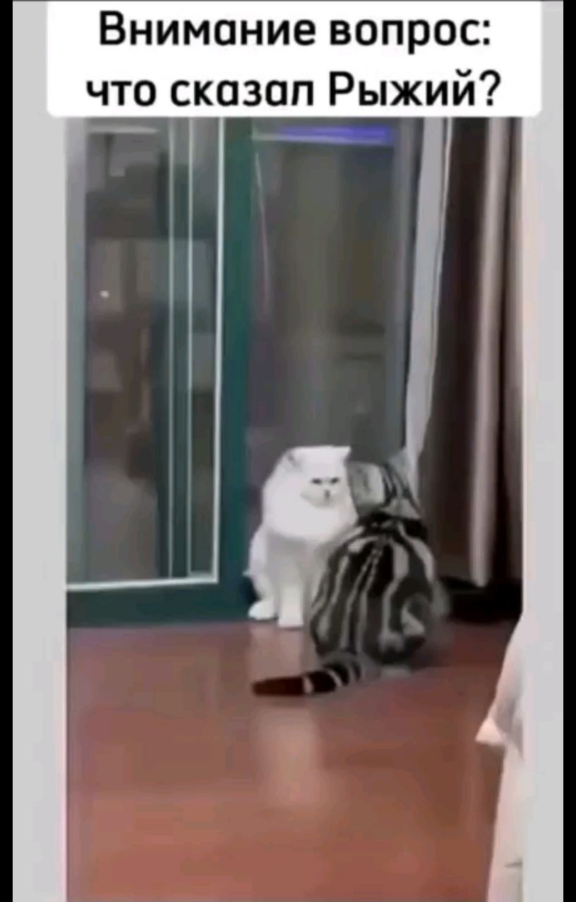 AsmrRelax2025 в LOOKY. #кот,#кошка,#котёнок,#котята. РЫЖИЙ: Ломай его, ем...