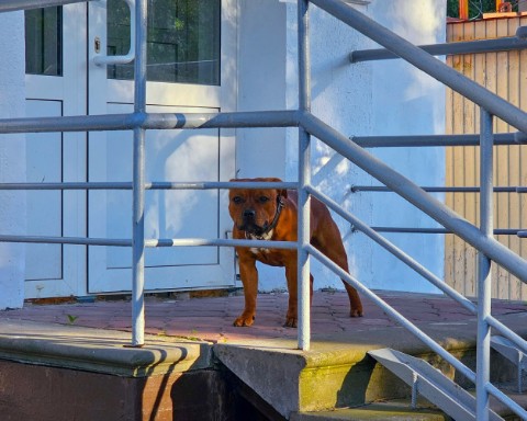 BuchTheStaffy в LOOKY. #стаффорд,#стаффбуль,#буч,#staffy,#staffordshirebullterrier,#собака,#питомец,#милота,#жиза,#смешныесобаки,#reelsdog,#dogsoftiktok,#dogtrends,#funnydogs,#собакавдоме. #стаффорд #стаффбуль...