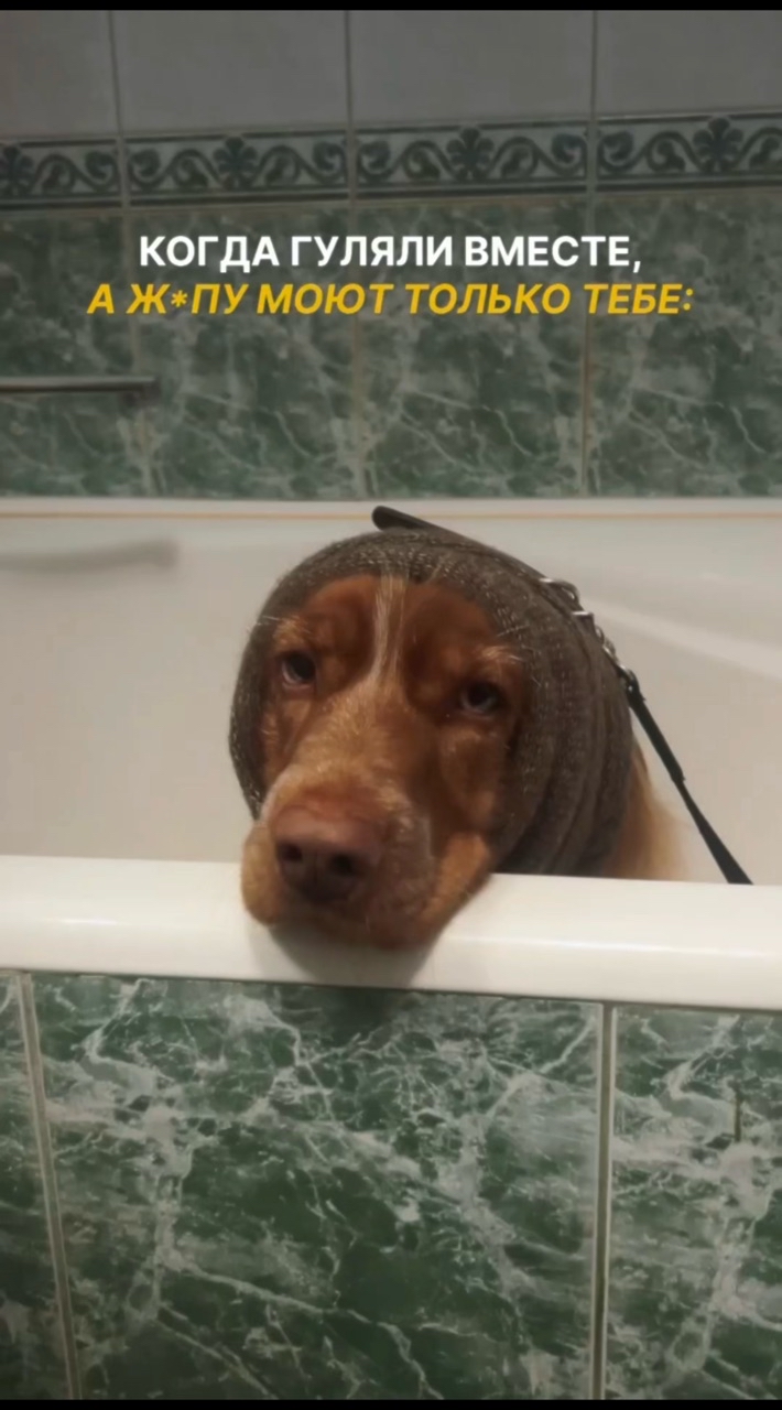 Оля и Йоки в LOOKY. #325216323,#собака,#спаниель. Жизнь несправедлива!...