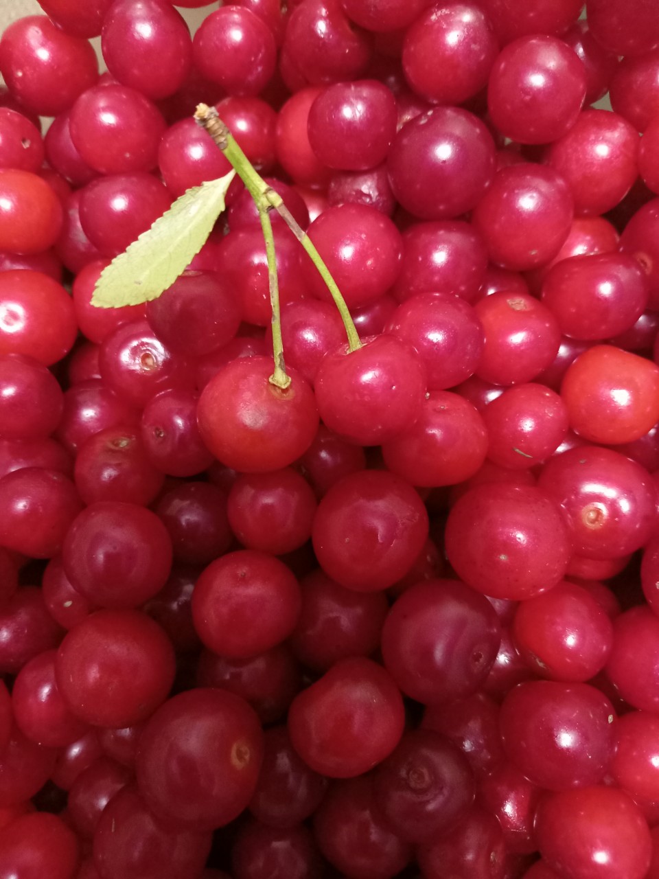В красном тельце
Костяное сердце🍒
Две премилые бабули торговали вишней несмотря на то, что был уже глубокий вечер, я шла с работы, я скупила у них всю вишню, буду варить компот😋
А вишнёвый компот-это вкусно💯
#август #лето  #побаночкам