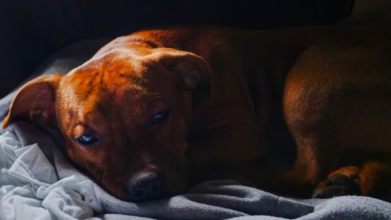 BuchTheStaffy in LOOKY
