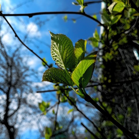 volkov в LOOKY. #heaven,#sun,#. #heaven #sun # небо
