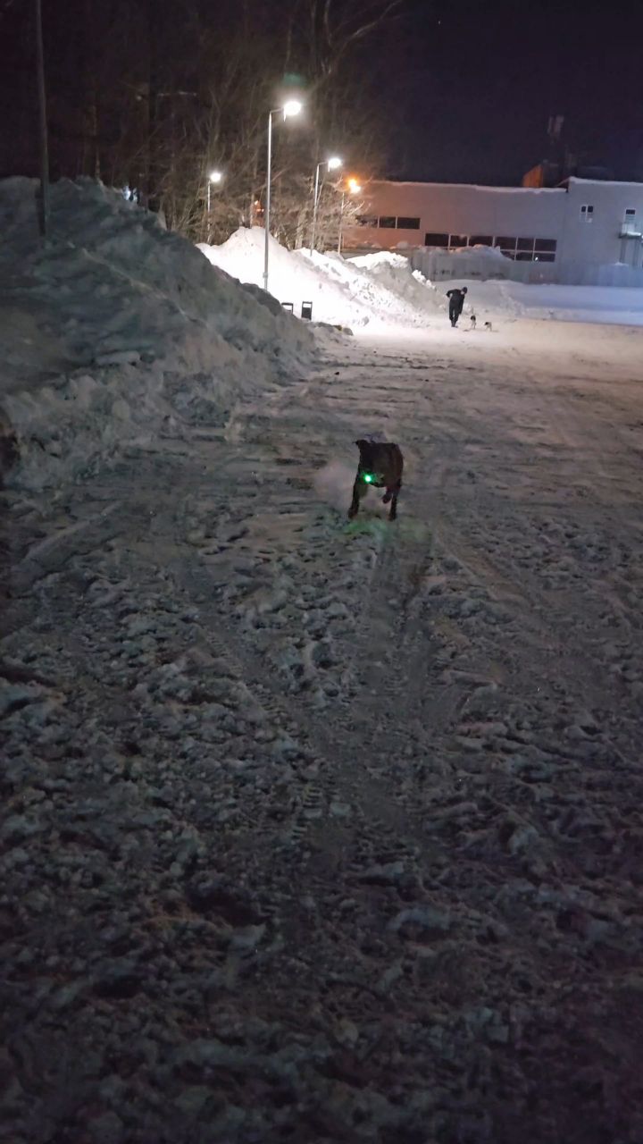 BuchTheStaffy in LOOKY