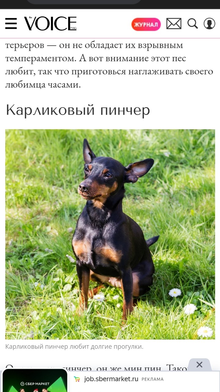 vano in LOOKY. . Собака