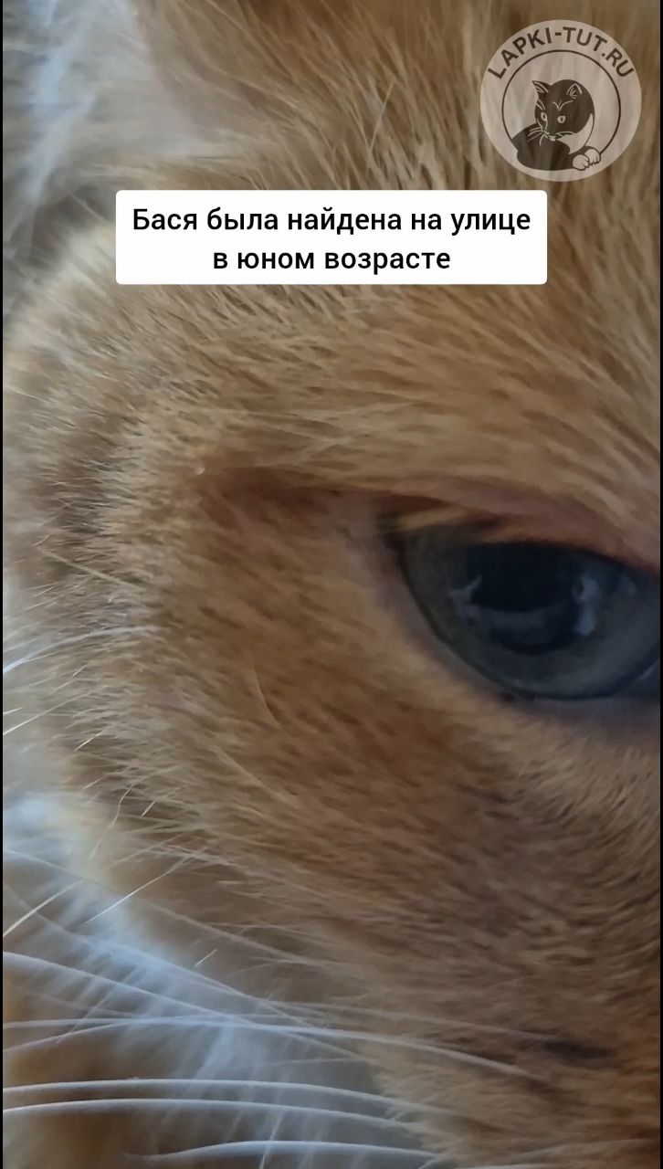 lapkitutru в LOOKY. #лапкитут,#приютдлякошек,#всемиpныйденьзаботы,#котики,#добрыедела. Кошачий приют КОТОХА...