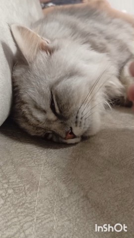 darenka_little в LOOKY. #котейка,#котики,#cats,#ilovemycat,#lovecats,#nature,#instacat,#kitty,#animals,#коты #кот #cat #catsofinstagram #кошка #кошки #котята #котик #котэ #catstagram #котенок #животные #catlover #catlovers #instacat #инстакот #котя #котятки #catlife #catoftheday #cats_of_instagram. #котейка #котики #ca...