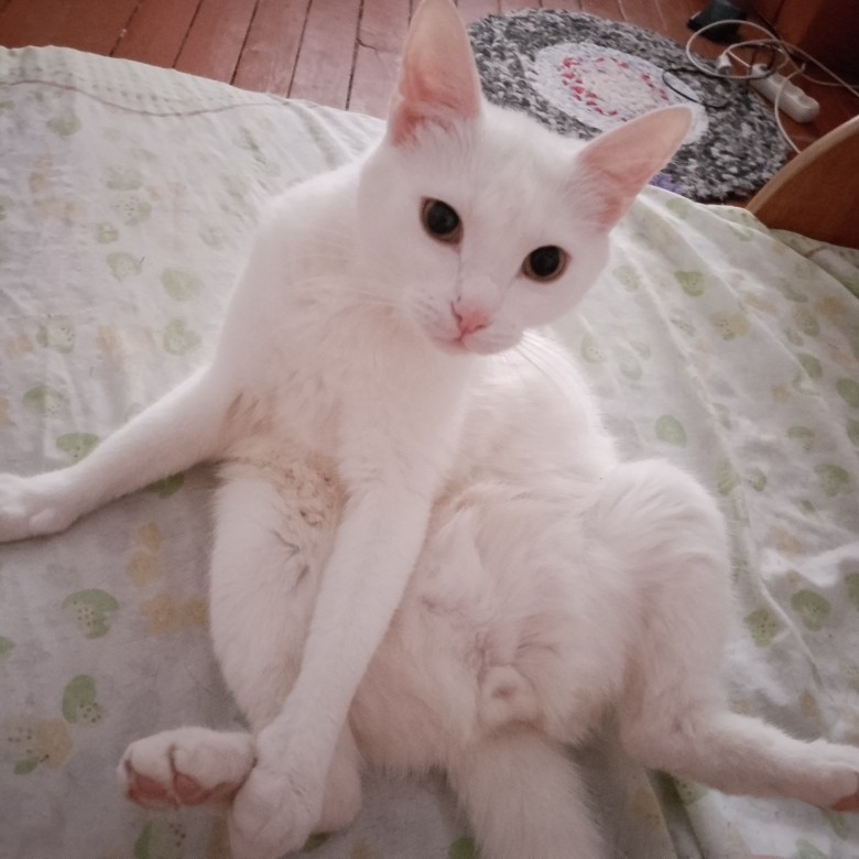 LILITH в LOOKY — Недавно сфоткала кота, пока он сидел вот так😂😂😂😂