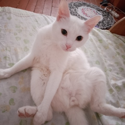 LILITH в LOOKY. . Недавно сфоткала кот...