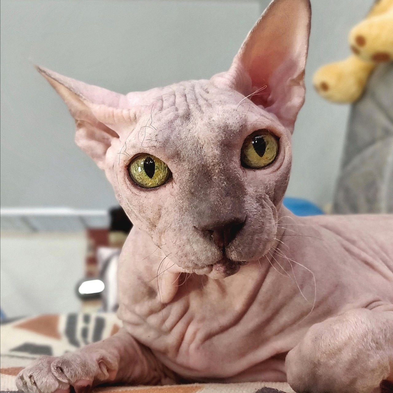 Виктор в LOOKY. #челленджи
#ева,#сфинкс,#донскойсфинкс,#кошка,#котики,#котэ,#лысая,#мыизкотограмаlooky,#looky_official,#looky,#LOOKY_контент,#looky_you,#you. Челлендж от [@afina_...