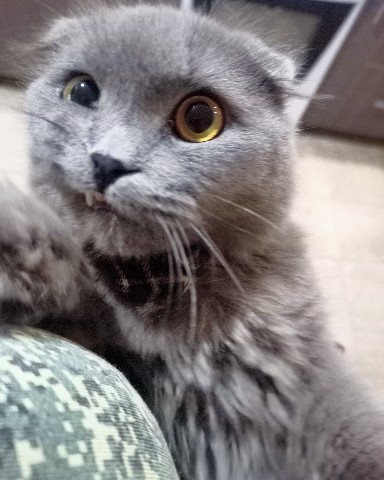 secret_pharmacist в LOOKY. . Утро началось вот с ...