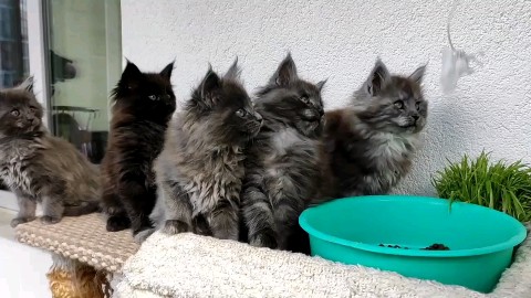 SllashFllow в LOOKY. . Малыши мейн-куны 😻
