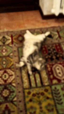 Looky_1693935005960 в LOOKY. #кот,#британец,#Britishcat,#рекомендации,#сериалПес. Не поймал. Ответил С...