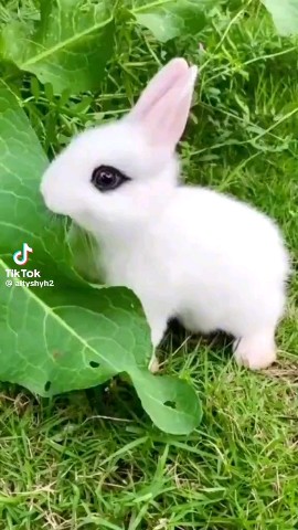 Looky_176948804727489 в LOOKY. . 