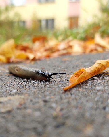 Юлия в LOOKY. . [#осень](осень) [#зо...