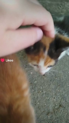 Котики в LOOKY — Котята #мило#домашнийпитомец