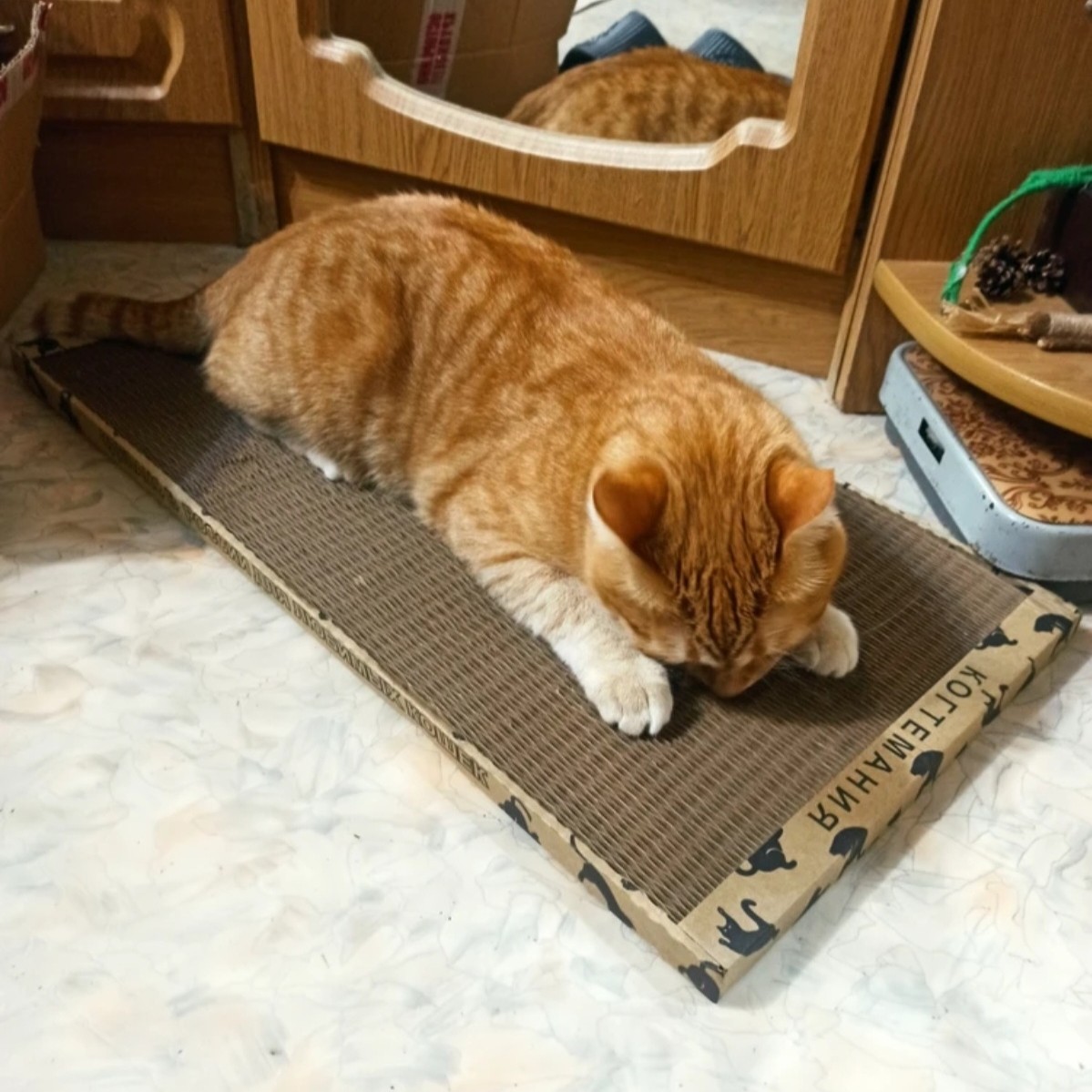 kogtedralka в LOOKY — ✅️"Котя и без порошочка оценил, он такими давно пользуется, 