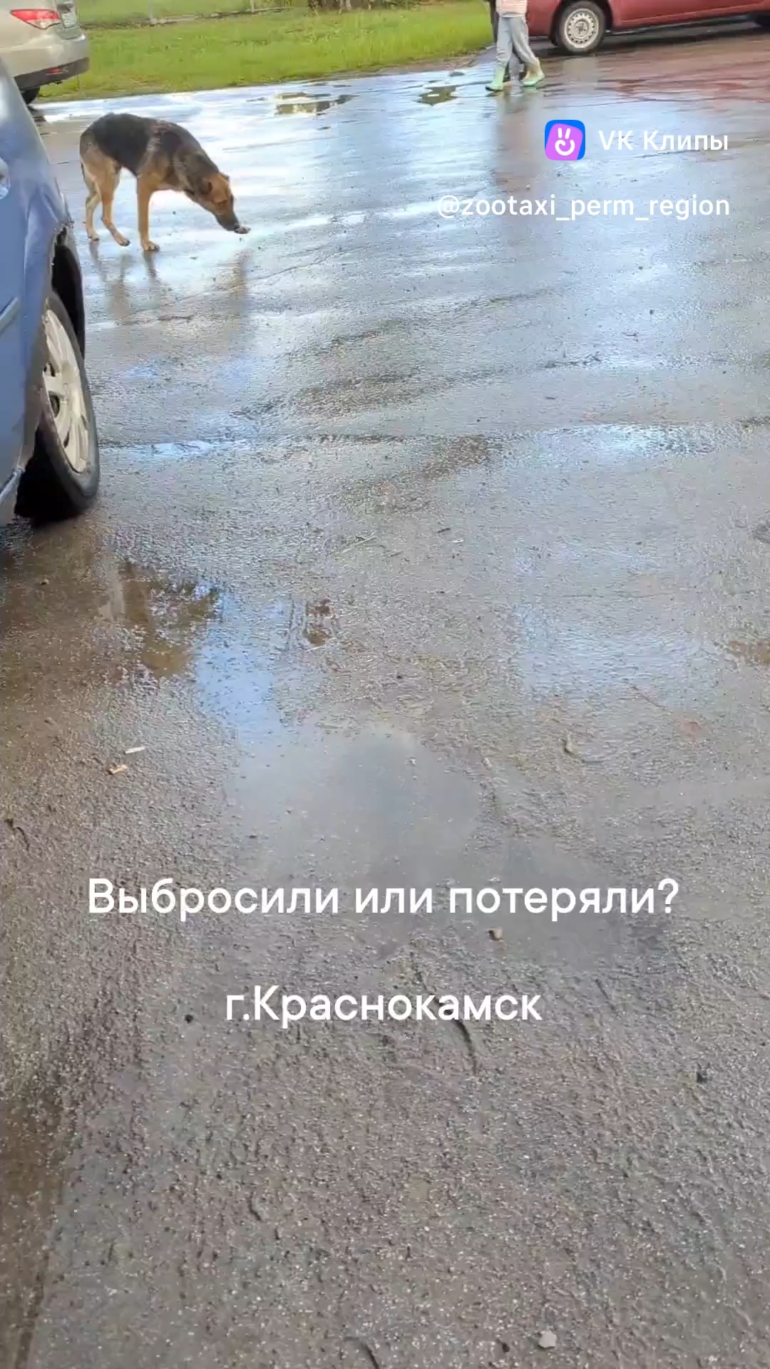 Лена Козлова в LOOKY. #красотароссии,#мойпитомец,#открываюмир,#собакадругчеловека,#собака,#потеряшка,#потерялсобаку,#метисовчаркивдобрыеруки,#краснокамск,#поискхозяина,#поискдомасобаке. Чья собака?
Бродит п...