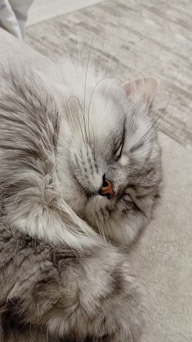 darenka_little в LOOKY. #котейка,#котики,#cats,#ilovemycat,#lovecats,#nature,#instacat,#kitty,#animals,#коты #кот #cat #catsofinstagram #кошка #кошки #котята #котик #котэ #catstagram #котенок #животные #catlover #catlovers #instacat #инстакот #котя #котятки #catlife #catoftheday #cats_of_instagram. #котейка #котики #ca...