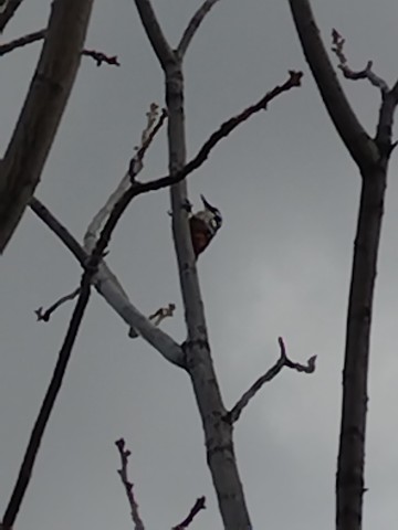 Bel_Monarh9 в LOOKY. . Увидели на даче мале...