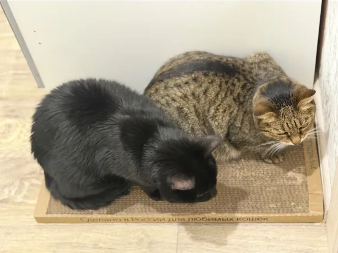kogtedralka в LOOKY — ✅️"Коты в восторге. Мяту не пришлось использовать."✅️
-отзыв