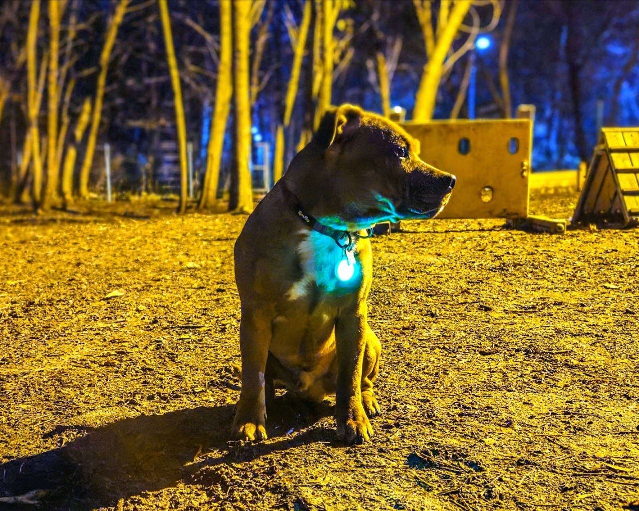 BuchTheStaffy in LOOKY