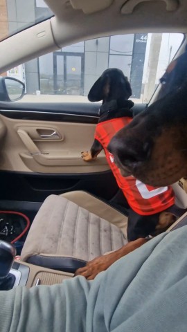 annet_anapa in LOOKY. #доберман,#анапа,#доберманщенок,#доберманитакса. Никакого личного про...