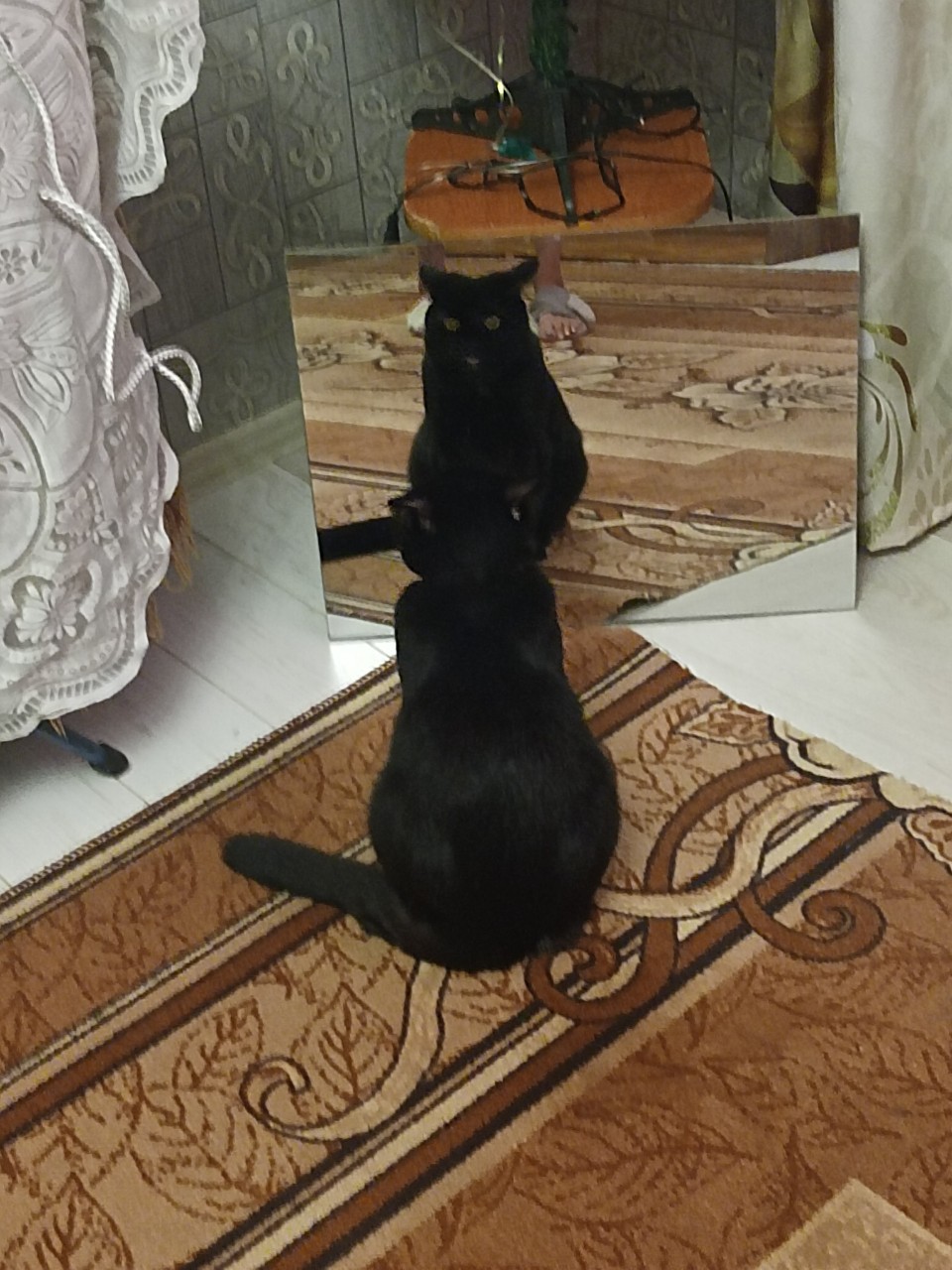 в LOOKY — Мой любимец по кличке Чёрный.