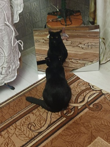 Natali55 в LOOKY. . Мой любимец по кличк...
