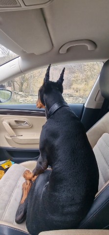 annet_anapa в LOOKY. #доберманвмашине,#доберманщенок,#анапа,#югроссии. Поездка с персональн...