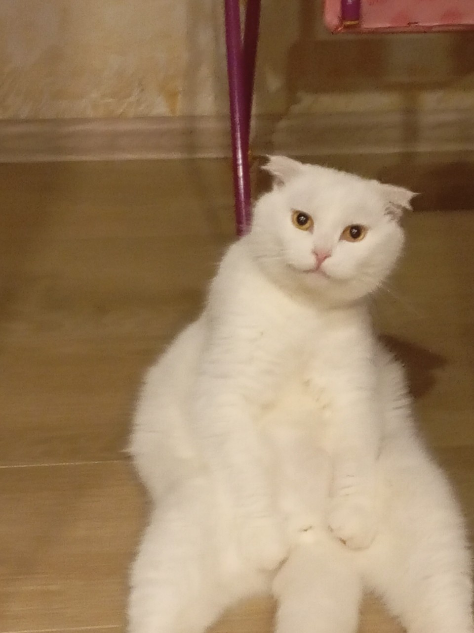 Кот Миша в LOOKY — Скинволкер