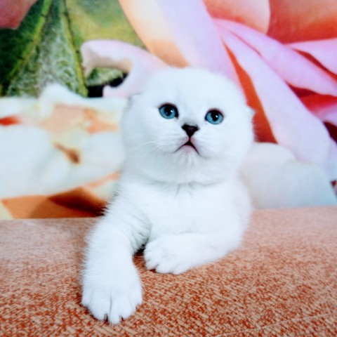 angelika harina в LOOKY. . Скоттиш фолд 
Окрас ...